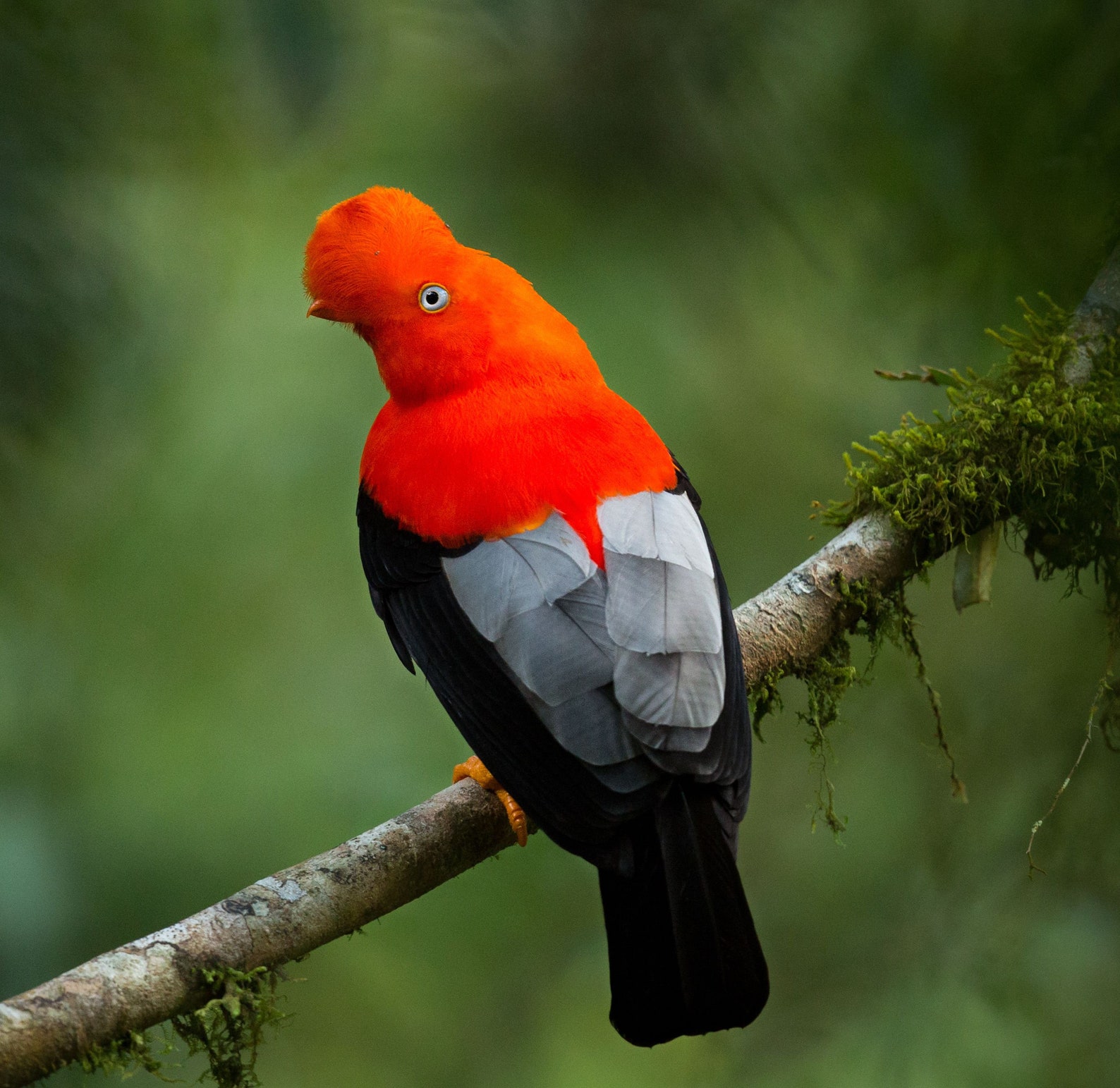 Andean Cock-of-the-rock 8x8 Print Tropical Bird - Etsy