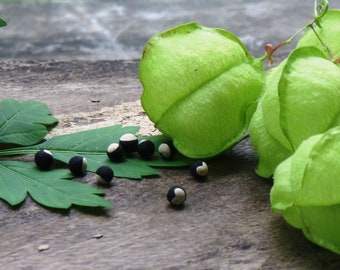 100+ Heartseeds balloon vine Cardiospermum Love in a Puff FREE shipping