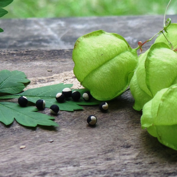 100+ Heartseeds balloon vine Cardiospermum Love in a Puff FREE shipping