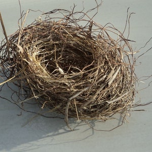 Authentic Empty Passerines Bird&#39;s Nests