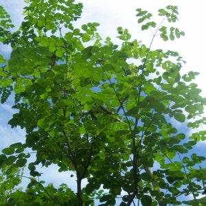 Hojas de Moringa oleifera secas en polvo, totalmente orgánicas y naturales, en cápsulas