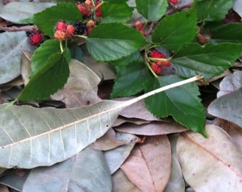 DIY Mulberry, Soursop, Mango Organic Infusion Loose Leaf Herbal Tea