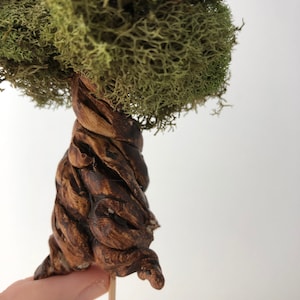 May include: A miniature tree with a brown, twisted, wooden trunk and a green moss canopy.