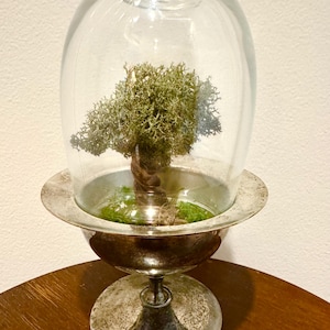 Miniature Tree terrarium, preserved moss terrarium- hand sculpted by uniqueleeart