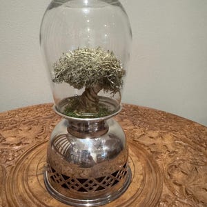 Terrarium Glass Bonsai - Etsy