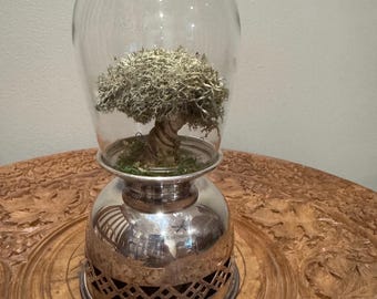 May include: A decorative terrarium featuring a miniature bonsai tree encased in a clear glass cloche. The tree sits atop a silver-colored metal base with a decorative lattice design. The terrarium is displayed on a carved wooden table.