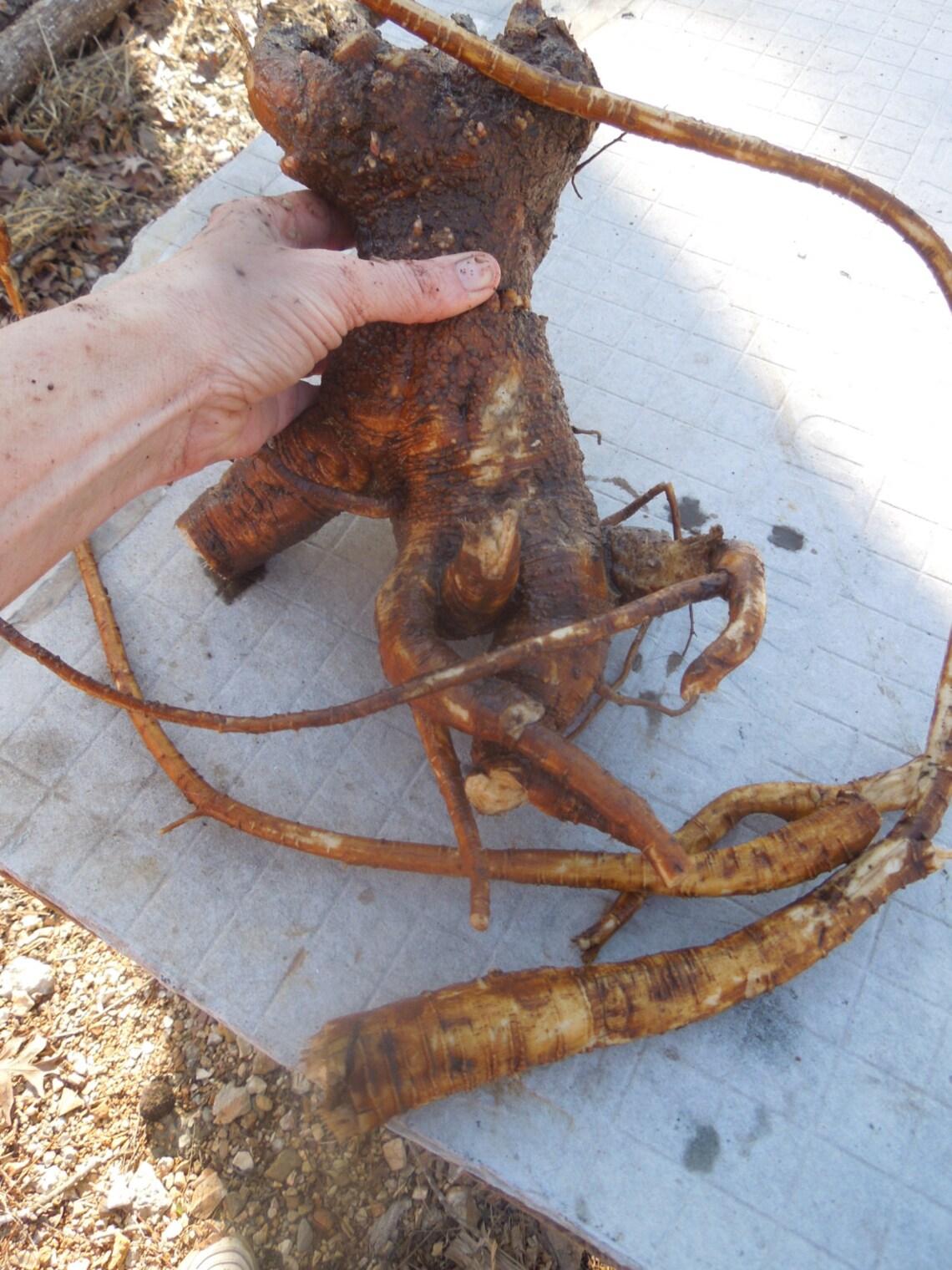 Poke Root Castor Salve Etsy