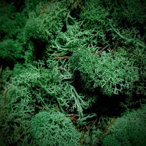 1 pack green moss for planters artificial moss lichen forest moss lichen  lifelike simulatioan lichen craft moss Bonsai Moos