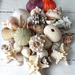May include: A selection of seashells and starfish in diverse forms and hues, such as white, beige, purple, and orange. The arrangement features conch shells, sea urchins, and starfish, evoking a seaside ambiance.