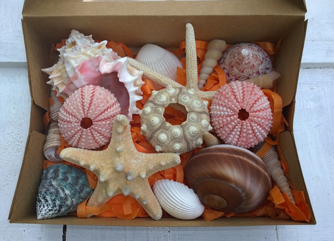 Exotic Seashell Gift Box: Pink Urchins, Starfish, Sea Snails - 16 Piece ...