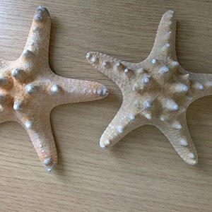 Set of 2 Knobbly Starfish, Natural Nautical Decorative Tropical Dried Star Fish (10-12cm)