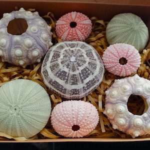 May include: A selection of sea urchin shells in a cardboard box with shredded paper. The shells are in shades of pink, lavender, and green. Some have a central hole, others are whole. These natural shells are a decorative item, perfect for coastal themes.