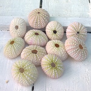May include: A selection of sea urchin shells in various sizes and shapes. The shells are mainly white with delicate pink and green tones, and have a textured, dotted surface. Each shell has a central hole.