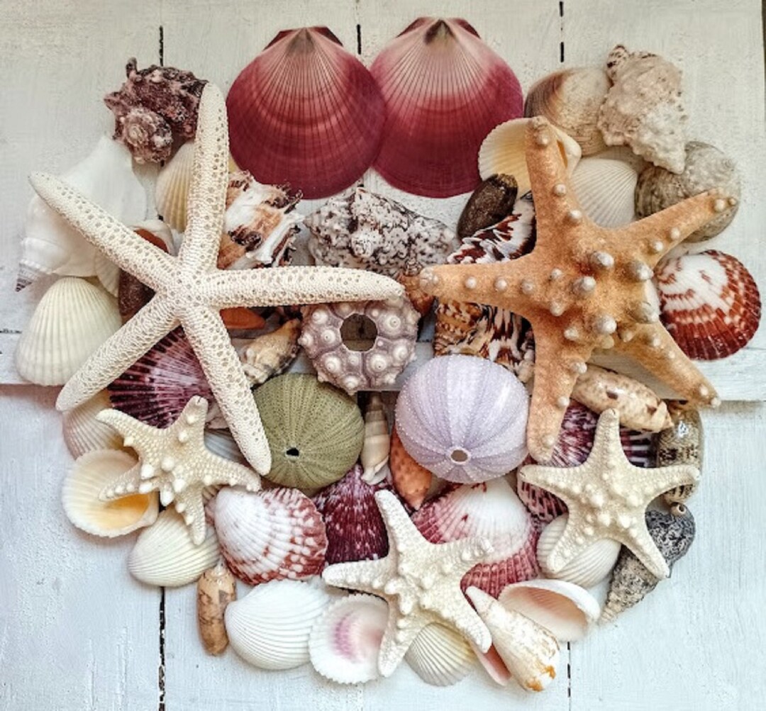 Mixed Seashell Set: Starfish, Urchins, Scallops (50 Pieces) - Etsy UK