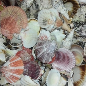 May include: A selection of seashells in a range of colours, including white, cream, pink, and brown. The shells are of different sizes and shapes, some with detailed patterns. The image presents a variety of coastal finds.
