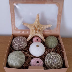 May include: A light brown cardboard box with a clear window lid containing a collection of natural sea life. Inside, there is one beige starfish and six sea urchin shells in various colours including white, pale pink, green, and brown.