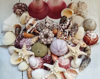 May include: A collection of various seashells, starfish, and sea urchins in shades of white, beige, red, and purple. The arrangement includes different shapes and sizes of shells, creating a natural, coastal theme.