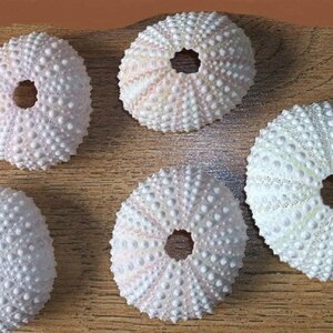 May include: Five white sea urchin shells with a hole in the centre. The shells are arranged in a circle on a wooden surface.