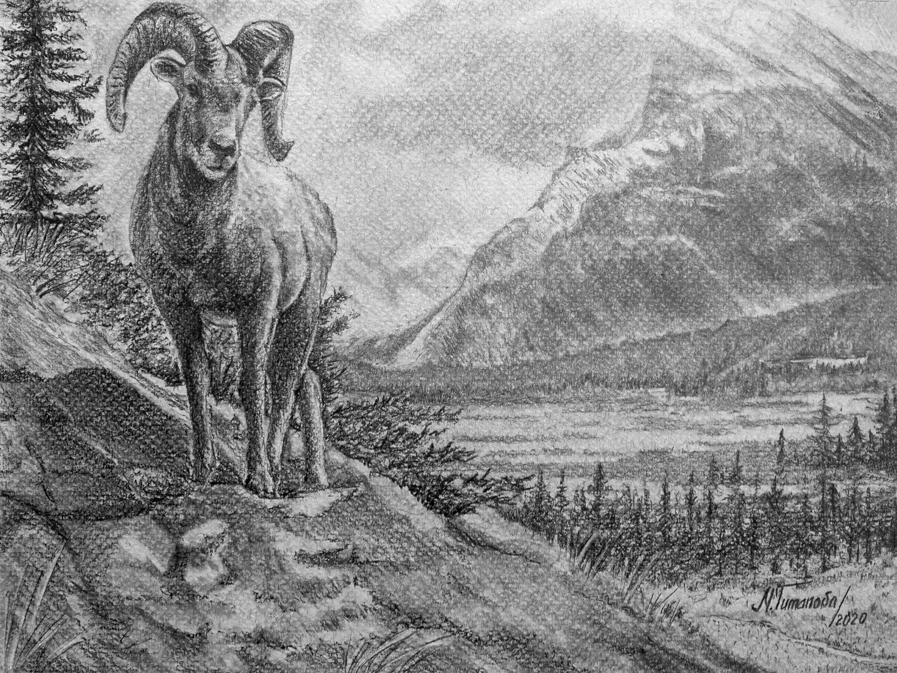 Ram Animal Drawing Art Print by Mariya Tumanova - Etsy Ram Animal Drawing Art Print by Mariya Tumanova - Etsy