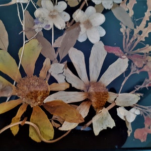 Vintage pressed flower pictures, dried flower wall art, natural beauty