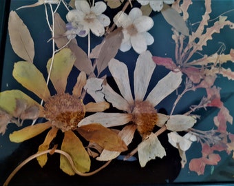 Vintage pressed flower pictures, dried flower wall art, natural beauty