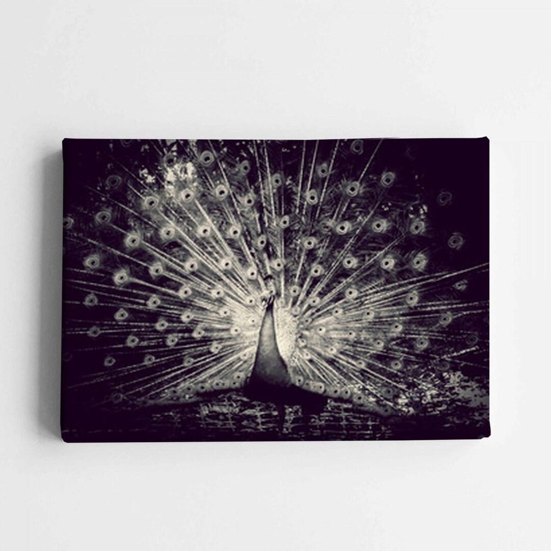 Peacock Displaying His Tail Canvas Wrap Peacock Canvas Wall Art Black