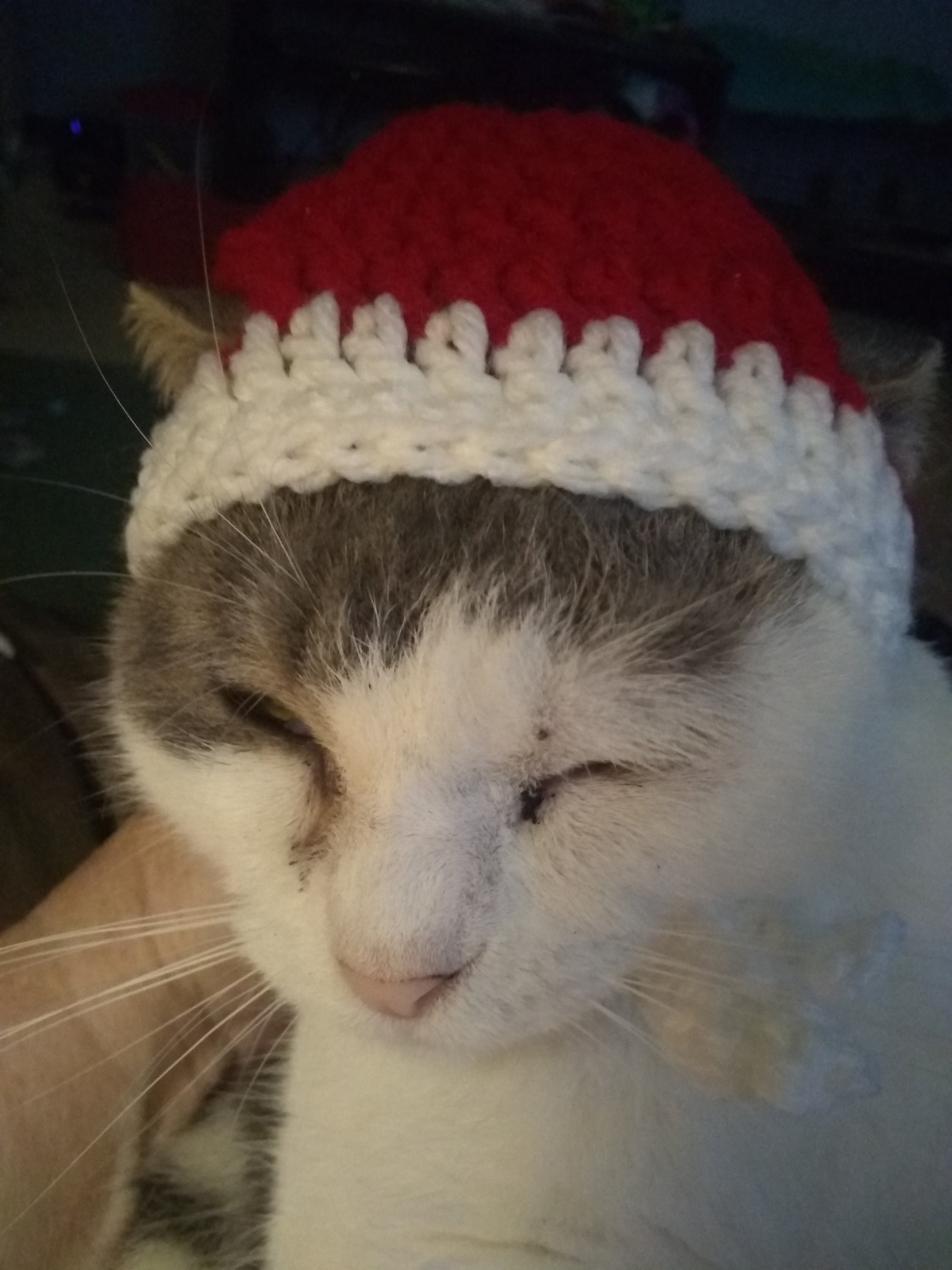 Sombreros de mascota gorro de mascotas Etsy