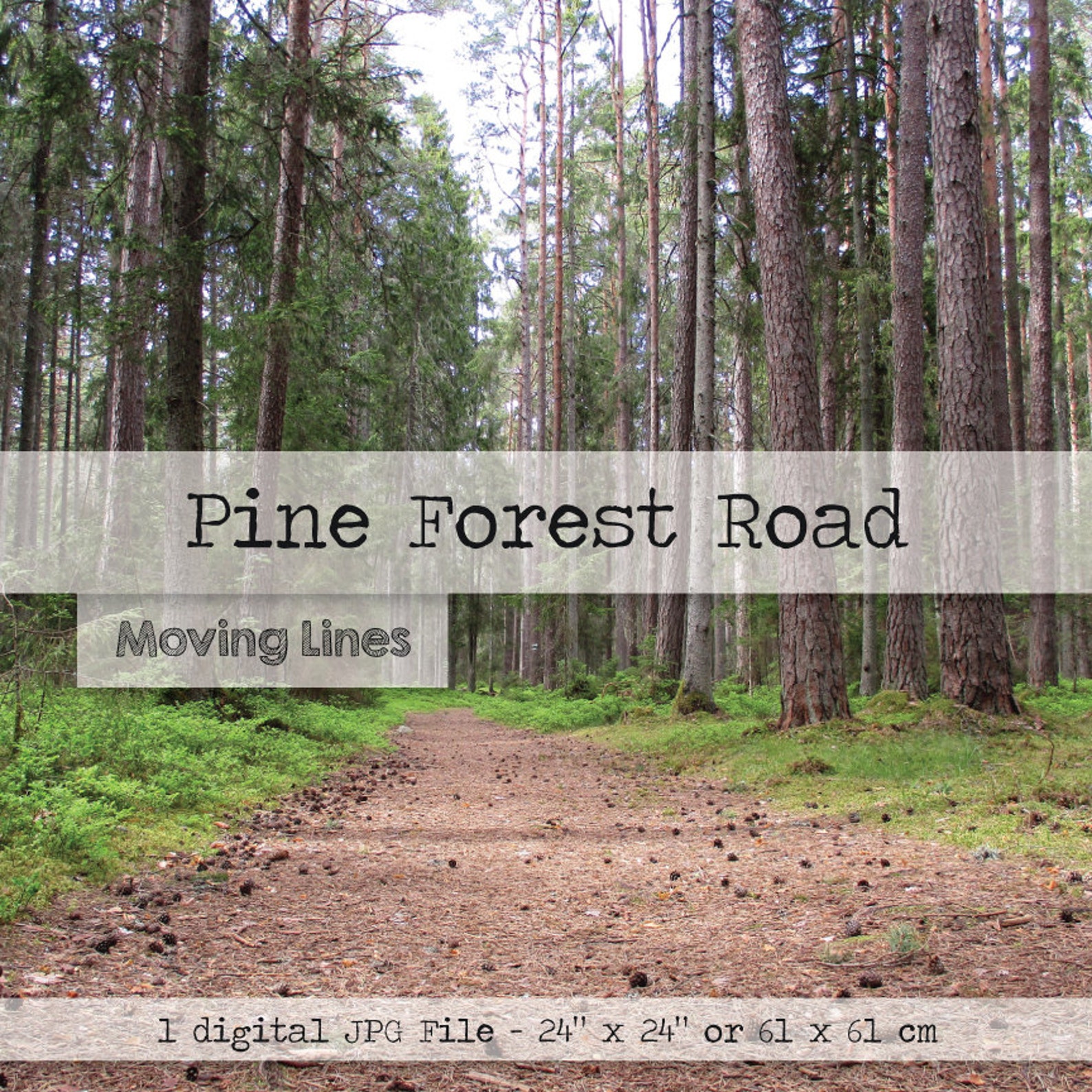 Nature Backdrop Pine Forest Road Digital Baby Photography Etsy