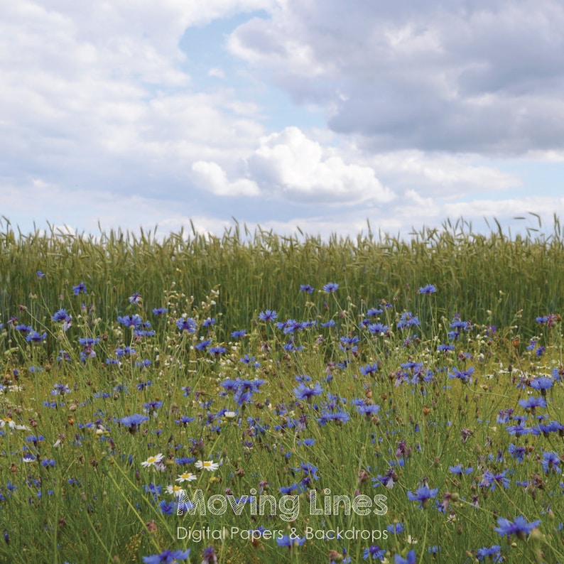 Outdoor Wedding Photo Shoot Backdrop Blog Header Summer Photo Photography Back Drop Blue Flowers Landscape Cornflowers