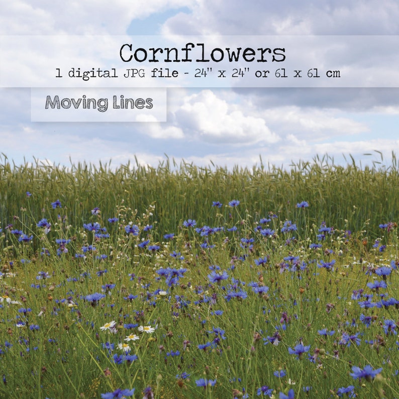 Outdoor Wedding Photo Shoot Backdrop Blog Header Summer Photo Photography Back Drop Blue Flowers Landscape Cornflowers