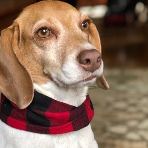 May include: A brown and white beagle dog wearing a red and black plaid bandana. The dog is looking to the right of the frame.
