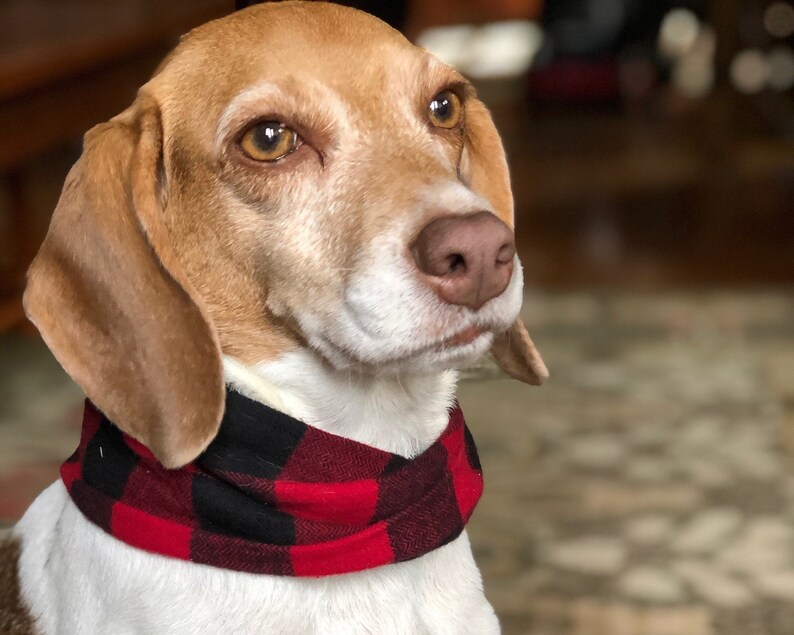 May include: A brown and white beagle dog wearing a red and black plaid bandana. The dog is looking to the right of the frame.