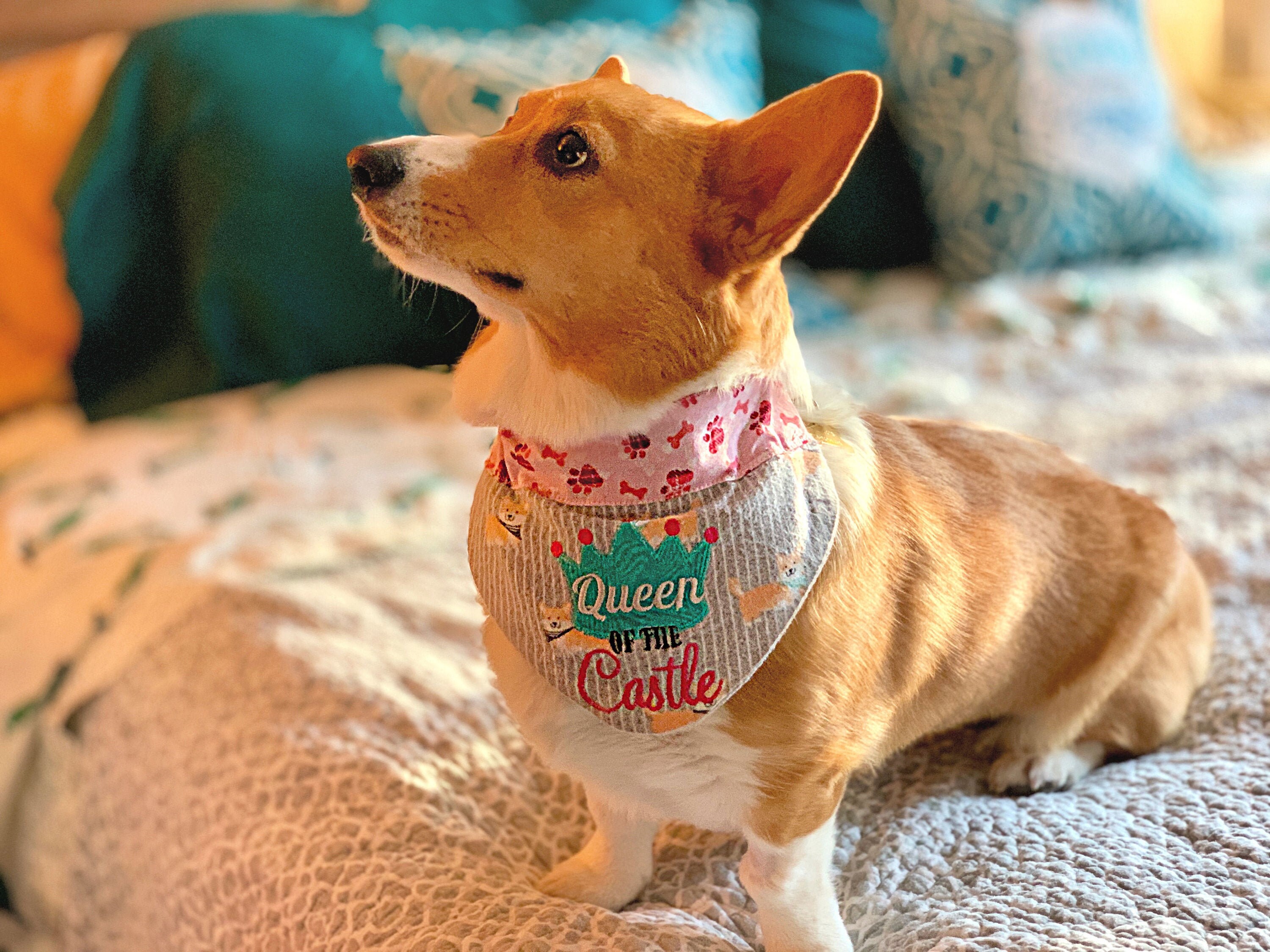 corgi bandana