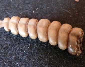 Real Rattle Snake Tail End / Rattle