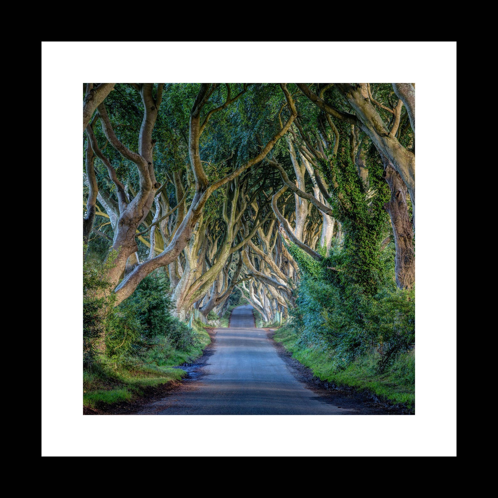 Fine Art Photography Ireland the Dark Hedges Etsy