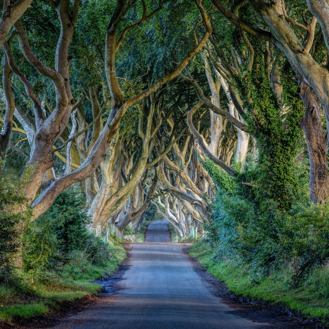 Fine Art Photography Ireland the Dark Hedges Etsy