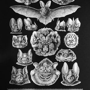 BAT SPECIMENS Biologia Impressão tipográfica - Tinta prateada em cartolina preta - Ernst Haeckel - Natureza - Chiroptera