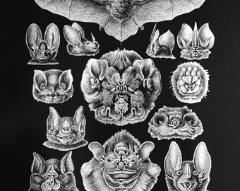 BAT SPECIMENS Biology Letterpress Print - Silver Ink on Black Cardstock - Ernst Haeckel - Nature - Chiroptera