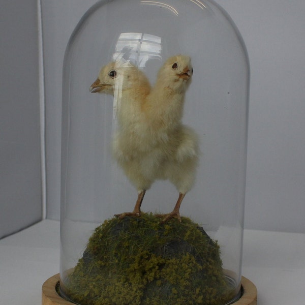 Two headed chicken taxidermy  under a glass dome. curiosity by Casper's Creatures