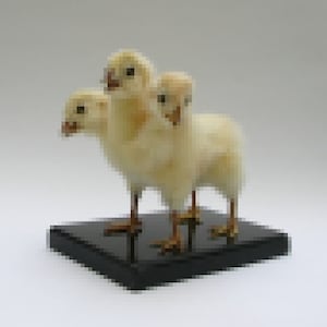 Può includere: Un pulcino imbalsamato a tre teste su una base nera. I pulcini sono gialli e hanno la testa girata di lato.