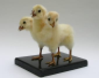 Three headed four legged chicken taxidermy curiosity by Casper's Creatures mature