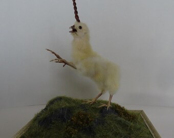 made to order. Diorama, four legged unicorn chicken taxidermy curiosity by Casper's Creatures made to order