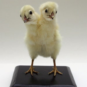 Può includere: Un pulcino bianco a due teste con zampe gialle si trova su una base di legno nero. Il pulcino ha due paia di occhi e becchi.