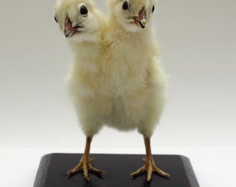 Fabriqué sur commande. Curiosité de taxidermie à deux têtes de poulet par Casper's Creatures