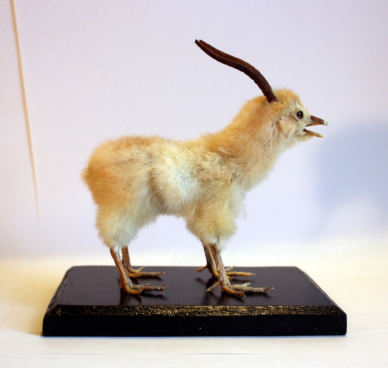 personalised gazelles