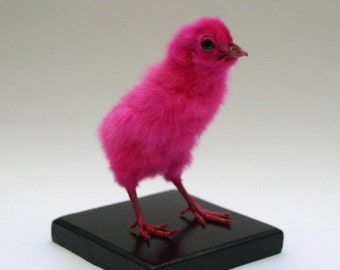 Pink Chicken Taxidermy: Custom Curiosity Decor