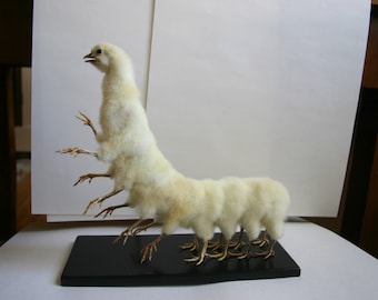 made to order. Sixteen legged centipede chicken taxidermy curiosity by Casper's Creatures made to order