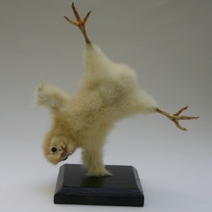 Può includere: Un piccolo pulcino bianco e soffice è montato su una base di legno nero. Il pulcino è in piedi sulla testa con le zampe in aria.