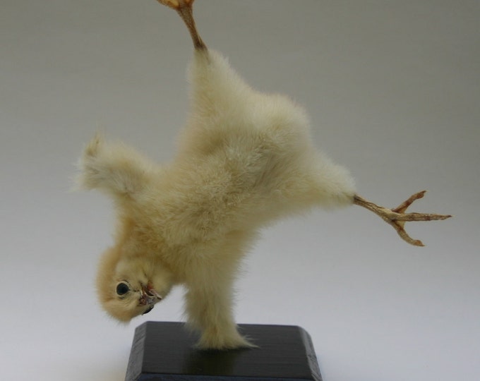 Made to Order. Handstand Chicken Taxidermy Curiosity by - Etsy