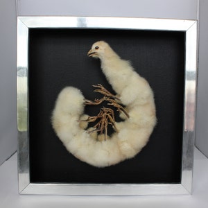 Può includere: Un pollo bianco imbalsamato con le gambe e i piedi arrotolati attorno al corpo, esposto in una cornice argentata con sfondo nero.